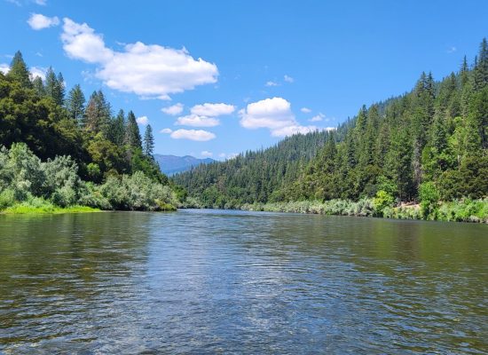 Klamath River, trees on the banks